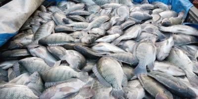 Tilápia a R$ 19,90 chega às peixarias da Grande Vitória na Semana Santa