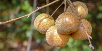 Paraná projeta retomada da produção de pera; exportações de suínos batem recorde