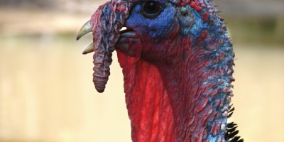 Reino Unido inicia ensaio inédito com vacinas contra Influenza Aviária em perus