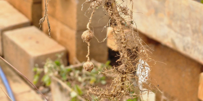 Gene de parente silvestre do amendoim ativa “memória de defesa” contra seca e pragas em plantas cultivadas