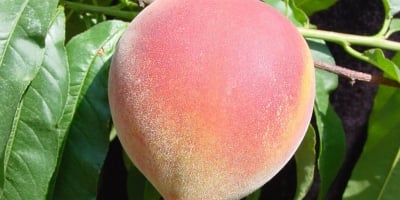 Cotado a R$ 5,37/kg, pêssego nacional é o destaque da semana (08 a 12/12) no atacado da CEAGESP