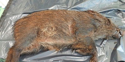 Peste Suína Africana avança em javalis na Catalunha e amplia zona de vigilância sanitária