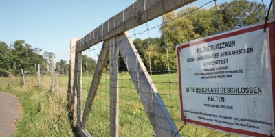 Peste Suína Africana avança na Europa e acende alerta na suinocultura