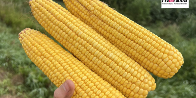 Milho tem produtividades maiores do que 2024 em Indiana e Nebraska, aponta o Pro Farmer