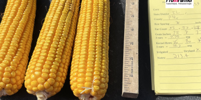 Pro Farmer: Iowa surpreende nas produtividades de milho; Illinois tem contagem de vagens menor