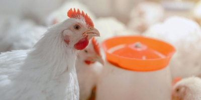 Avicultura na Europa: relatório ChickenTrack aponta avanços e desafios no bem-estar de frangos de corte