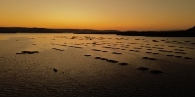 Da fé ao prato do brasileiro: quaresma impulsiona consumo de pescado e expõe desafios da cadeia produtiva no Brasil