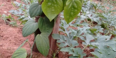 Emater-MG incentiva o cultivo de pimenta-do-reino nos Vales do Mucuri e Jequitinhonha