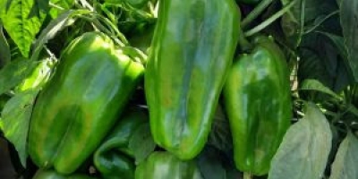 Produzir mais não basta para garantir rentabilidade no cultivo de pimentão
