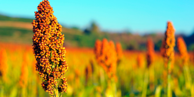 Sorgo pode levar Brasil à liderança mundial e amplia opções na segunda safra