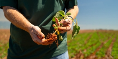 Imea eleva produtividade da soja de MT e vê safra acima de 50 mi t; reduz área de algodão