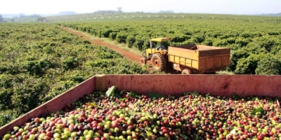 Café adulterado na mira: operação fecha empresas, apreende 82 toneladas de produtos irregulares e expõe esquema que ameaça consumidores