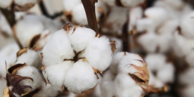 Algodão fecha 3ª feira com leve queda em Nova York, após sessão de ajustes