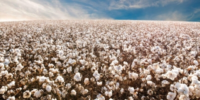 Algodão encerra sessão com movimentos mistos entre os principais vencimentos