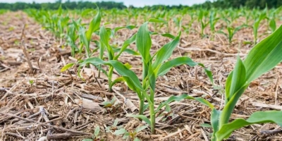 Milho do Paraná se desenvolve bem, apesar de algumas áreas danificadas pelos ventos