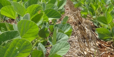 O essencial produtivo no Sistema Plantio Direto, por Prof. Afonso Peche