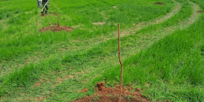 Inverno exige poda e controle de doenças para proteger próxima safra de noz-pecã