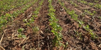 Emater projeta leve recuo na área de soja do RS, mas salto na safra 26/27