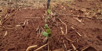 Plantio da soja avança nas regiões Centro e Sul, mas segue lento na região Norte do Mato Grosso do Sul