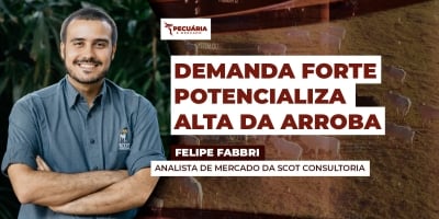 A força da demanda no movimento de alta da arroba e os cenários que podem influenciar na trajetória dos preços