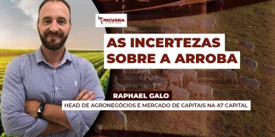 Fim da pressão sobre os preços da arroba não significa retomada de alta para o boi, alerta analista