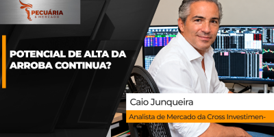 Cenário é positivo para arroba, mas analista alerta para concentração de oferta de animais no último bimestre