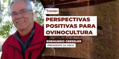 Ovinocultura avança em 2025 com ganhos técnicos, expansão genética e maior integração setorial