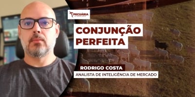 Fluxo firme de exportações, carne valorizada no mercado interno e redução na oferta de animais motivam alta da arroba do boi