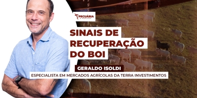 Recuperação da arroba já começou na B3 e segue com negócios acima da referência em SP