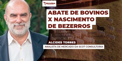 Pela primeira vez na história da pecuária abate de bovinos supera nascimento de bezerros, alerta Scot Consultoria