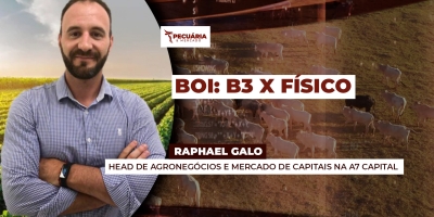 Cotação da arroba na B3 mostra que preços no físico ainda têm espaço para novas altas