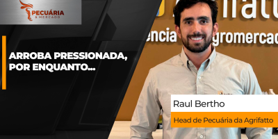 Mercado do boi esfria, B3 e indicadores recuam, mas retomada das altas é questão de tempo