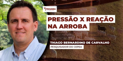 Futuro do boi na B3 reage e movimento deve chegar ao mercado físico em breve