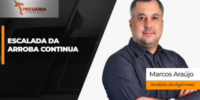 Arroba futura do boi deveria ser de R$470 para estimular oferta no primeiro trimestre de 2027, alerta analista