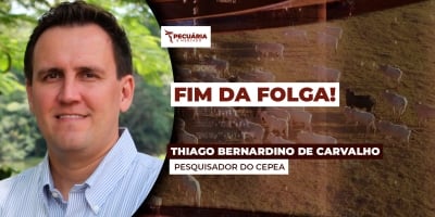 Retomada dos negócios traz liquidez para o mercado do boi e mais clareza para cotação da arroba