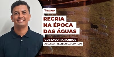 Época das águas impulsiona a recria do gado, mas exige atenção redobrada ao manejo