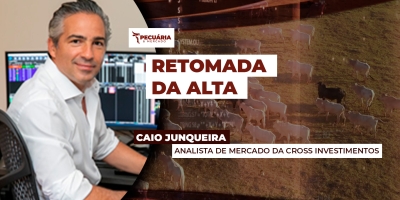 Boi gordo em SP está pronto para retomar movimento de alta