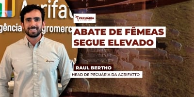 Participação de fêmeas segue elevada nos abates enquanto queda nos machos reduz peso médio das carcaças