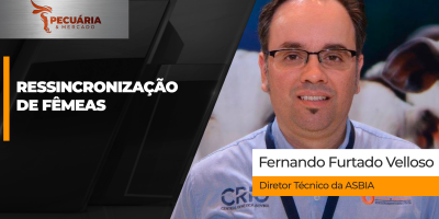 Estratégia de ressincronização de fêmeas pode aumentar nascimento de bezerros em até 10%