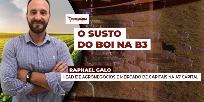 Boi na B3 se aproxima de patamar de preços que sugere retomada das altas