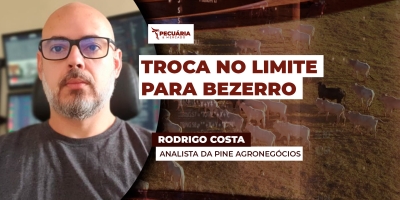 Ágio do bezerro já se aproxima dos 30%, ponto crítico para reposição do rebanho; pecuaristas devem buscar oportunidades