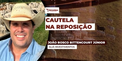 Risco de estoques caros com aquisição de bezerros nesse momento exige atenção do pecuarista