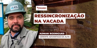 Estratégia eleva taxa de prenhez dentro da estação de monta e fortalece a produção de bezerros mais saudáveis