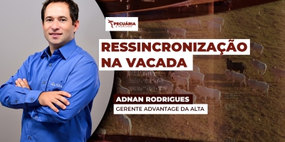 Estratégia eleva taxa de prenhez dentro da estação de monta e fortalece a produção de bezerros mais saudáveis