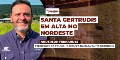 Demanda por Santa Gertrudis cresce e leilão no Nordeste registra médias firmes
