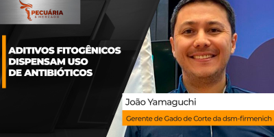 Alternativa para os antimicrobianos promotores de crescimento pode ser utilizada em todas as etapas da produção