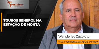 Senepol registra bons resultados no ciclo de cria com bezerros pesados e fêmeas precoces