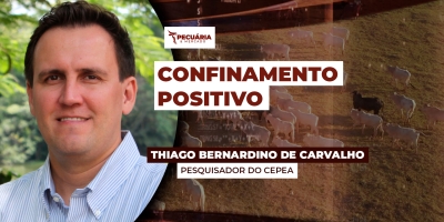 Rentabilidade do confinamento é positiva e varia entre 7% e 10% nos estados do PR,GO,SP e MS