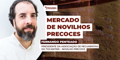 A criação de Novilhos Precoces vem ganhando destaque na pecuária brasileira para atender uma nova demanda