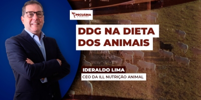 DDG como alternativa nutricional eficiente para todos as categorias animais de ruminantes a monogástricos